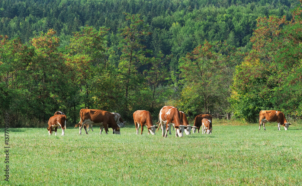 Naklejka premium Dairy cows grazing on a green pasture in summer