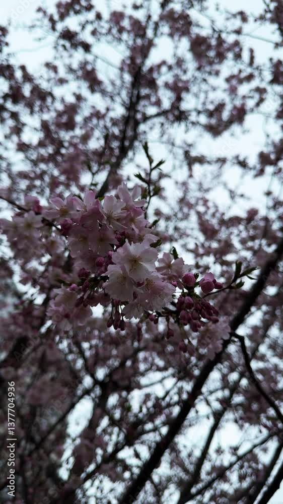 Spring landscape with blooming sakura in soft focus. Beautiful petals. Bright pink flowers on tree branches. Spring park. The beauty of nature and the awakening of life. Spring landscape with blooming sakura in soft focus. Beautiful petals. Bright pink flowers on tree branches. Spring park. The beauty of nature and the awakening of life.