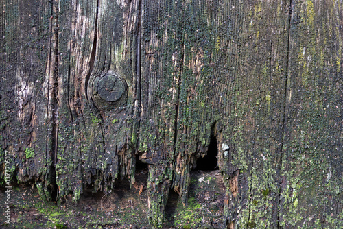 Old gray weathered wooden outside wall or fence with mold background. Vertical pattern of aged fence or building part