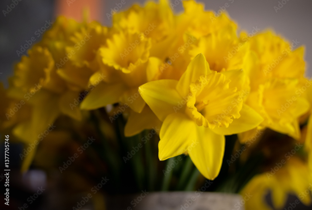Obraz premium A close up of a bunch of yellow flowers daffodils shallow depth of field