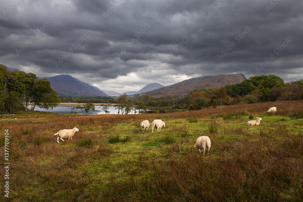 Rolling hills and grazing sheep frame Kilchurn Castle, its ancient ruins reflecting in Loch Awe. A timeless Highland scene bathed in golden Scottish light.