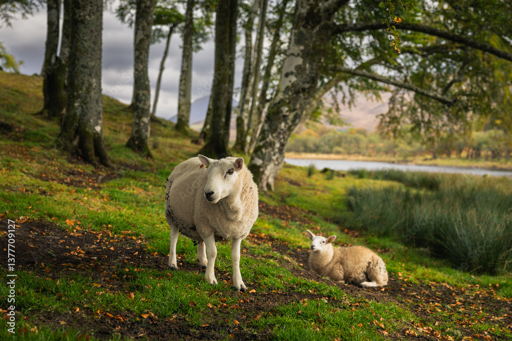 Rolling hills and grazing sheep frame Kilchurn Castle, its ancient ruins reflecting in Loch Awe. A timeless Highland scene bathed in golden Scottish light.