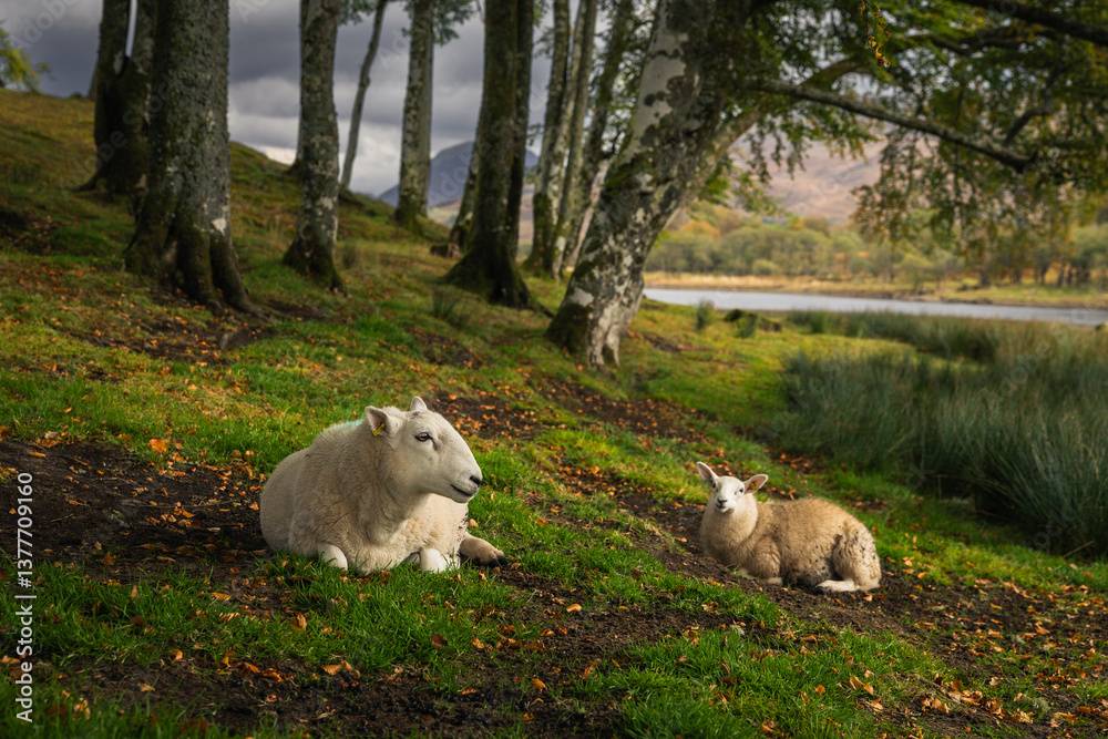 Rolling hills and grazing sheep frame Kilchurn Castle, its ancient ruins reflecting in Loch Awe. A timeless Highland scene bathed in golden Scottish light.