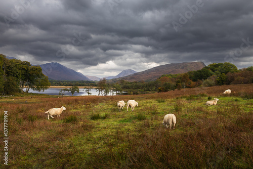 Obraz na płótnie Rolling hills and grazing sheep frame Kilchurn Castle, its ancient ruins reflecting in Loch Awe. A timeless Highland scene bathed in golden Scottish light. w salonie