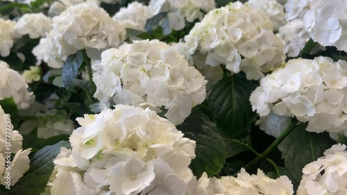 Close up of Small Bunches of White Flowers Concept of Purity and Innocence