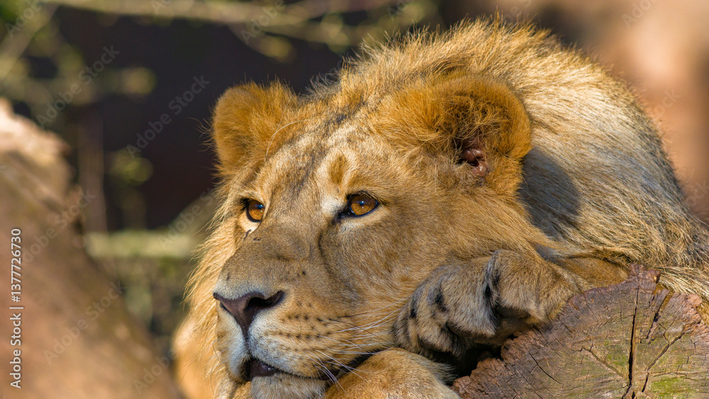 Löwen im Tierpark