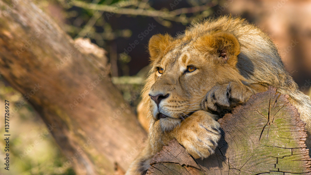 Löwen im Tierpark