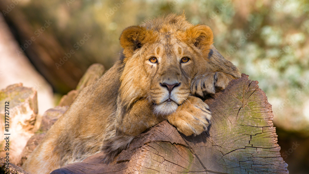 Löwen im Tierpark