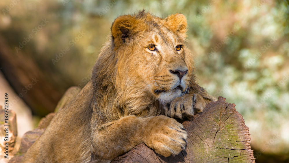 Löwen im Tierpark