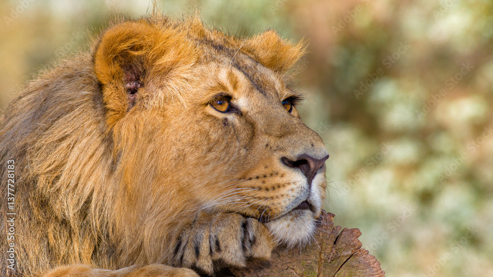Löwen im Tierpark