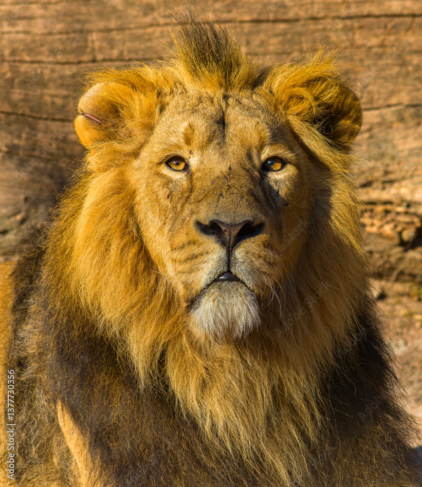 Löwen im Tierpark