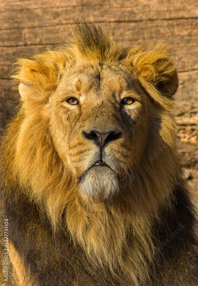Löwen im Tierpark