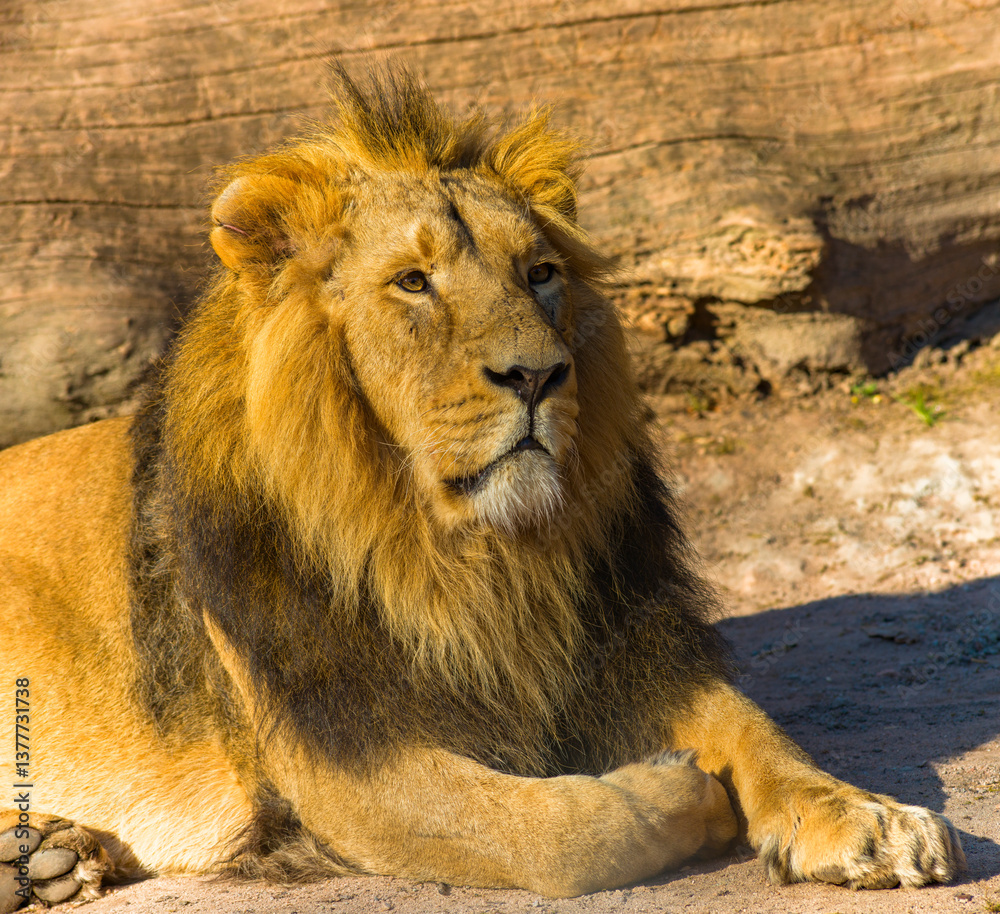 Löwen im Tierpark