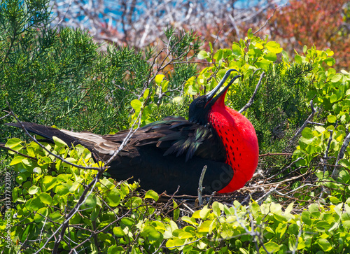 fregata bird with red chest in the nest