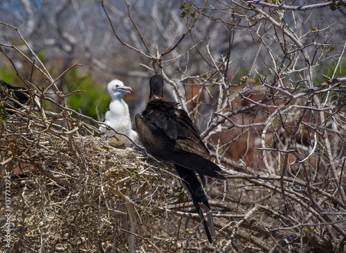 fregata bird with chick in the nest