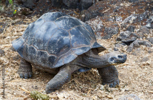 galapagos turtle on the beach