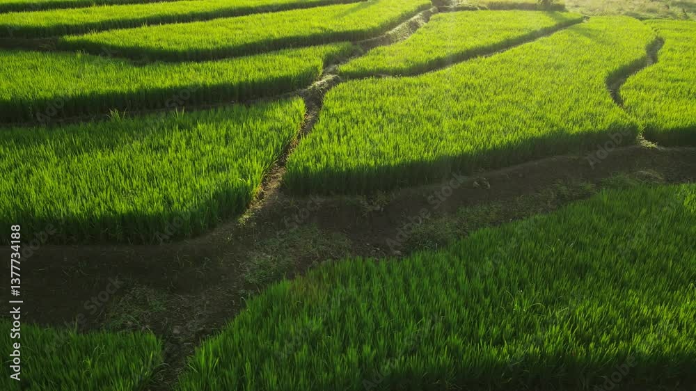 Fly over above scenic paddy farm fields in golden hour morning Fly over above scenic paddy farm fields in golden hour morning