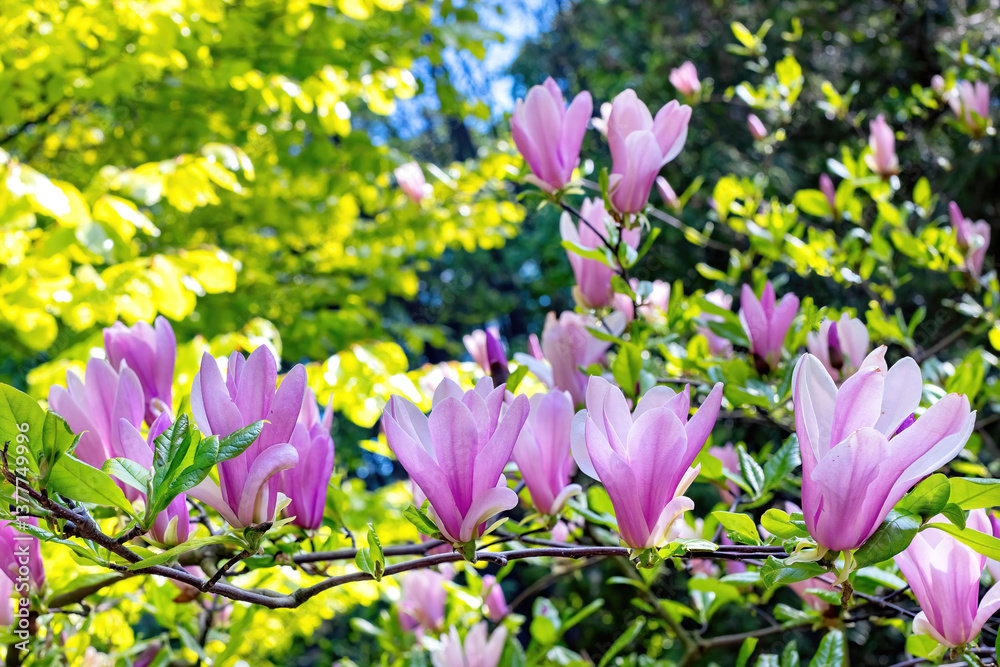 Magnificent magnolia blossoms brightening a sunny spring morning in a vibrant garden