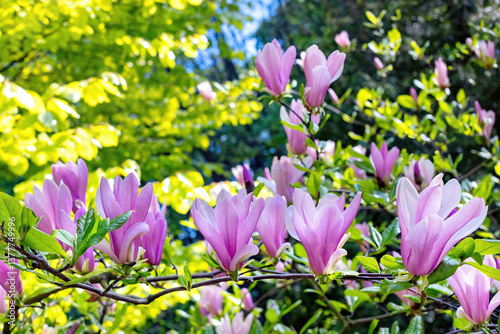 Obraz na płótnie Magnificent magnolia blossoms brightening a sunny spring morning in a vibrant garden w salonie