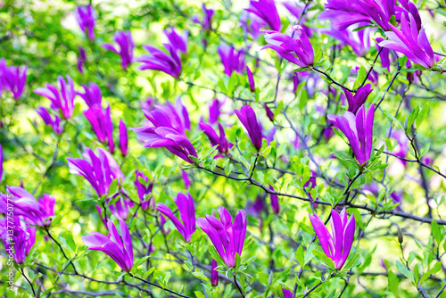 Blooming magnolia flowers showcase vibrant hues in a serene garden during springtime