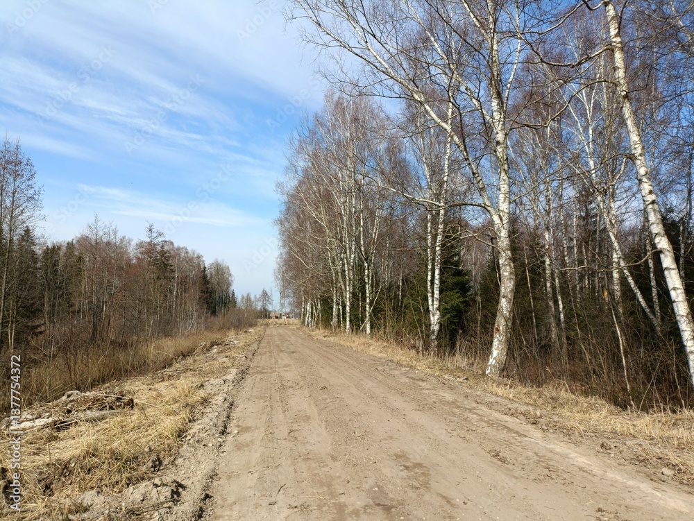 Road in forest in Siauliai county during sunny spring day. Oak and birch tree woodland. Spring day with white clouds in sky. Bushes are growing in woods. Sandy road. Nature. Spring season. Miskas. Road in forest in Siauliai county during sunny spring day. Oak and birch tree woodland. Spring day with white clouds in sky. Bushes are growing in woods. Sandy road. Nature. Spring season. Miskas.