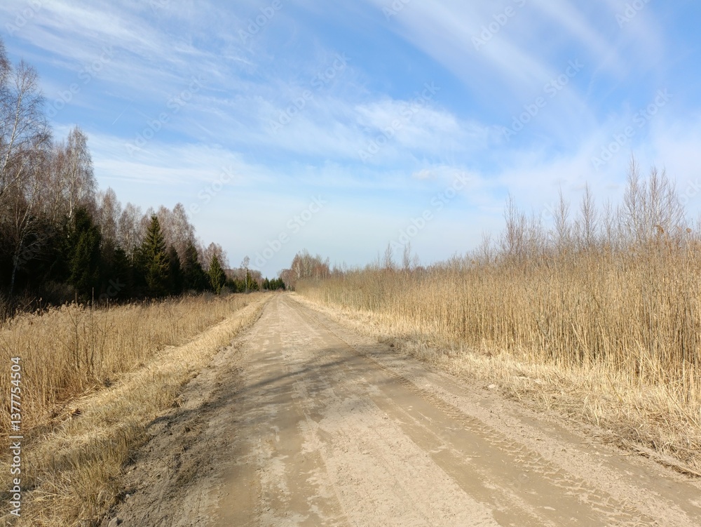 Road in forest in Siauliai county during sunny spring day. Oak and birch tree woodland. Spring day with white clouds in sky. Bushes are growing in woods. Sandy road. Nature. Spring season. Miskas. Road in forest in Siauliai county during sunny spring day. Oak and birch tree woodland. Spring day with white clouds in sky. Bushes are growing in woods. Sandy road. Nature. Spring season. Miskas.