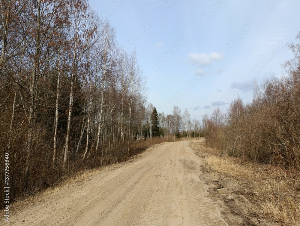 Road in forest in Siauliai county during sunny spring day. Oak and birch tree woodland. Spring day with white clouds in sky. Bushes are growing in woods. Sandy road. Nature. Spring season. Miskas.