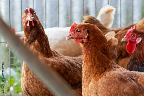 Poules rousses dans un poulailler, élevage traditionnel en plein air