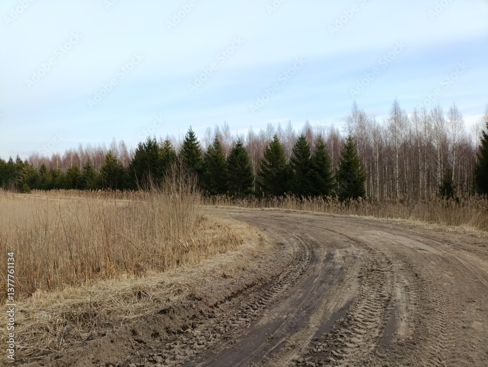 Road in forest in Siauliai county during sunny spring day. Oak and birch tree woodland. Spring day with white clouds in sky. Bushes are growing in woods. Sandy road. Nature. Spring season. Miskas. Road in forest in Siauliai county during sunny spring day. Oak and birch tree woodland. Spring day with white clouds in sky. Bushes are growing in woods. Sandy road. Nature. Spring season. Miskas.