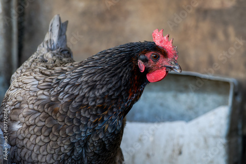 Poules Sussex dans un poulailler, élevage traditionnel en plein air