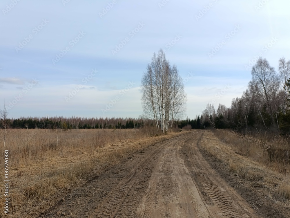 Road in forest in Siauliai county during sunny spring day. Oak and birch tree woodland. Spring day with white clouds in sky. Bushes are growing in woods. Sandy road. Nature. Spring season. Miskas. Road in forest in Siauliai county during sunny spring day. Oak and birch tree woodland. Spring day with white clouds in sky. Bushes are growing in woods. Sandy road. Nature. Spring season. Miskas.
