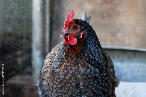 Poules Sussex dans un poulailler, élevage traditionnel en plein air