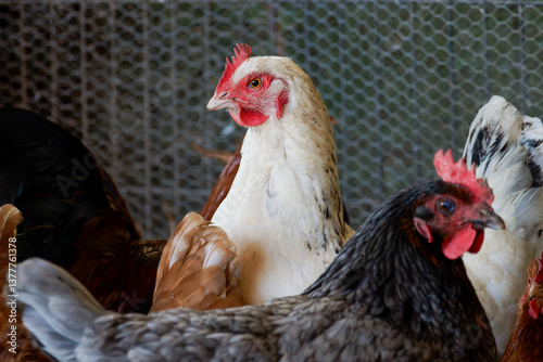 Poules Sussex dans un poulailler, élevage traditionnel en plein air