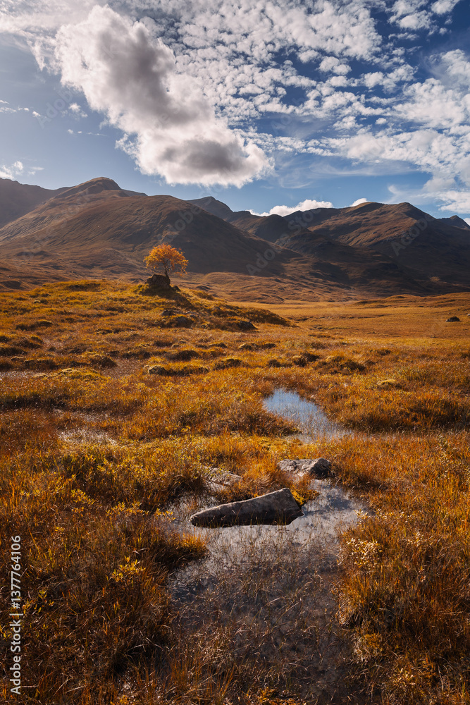 Golden heather blankets the Scottish Highlands, where misty peaks rise above deep glens and serene lochs. Autumn’s glow paints a landscape of wild, untamed beauty.