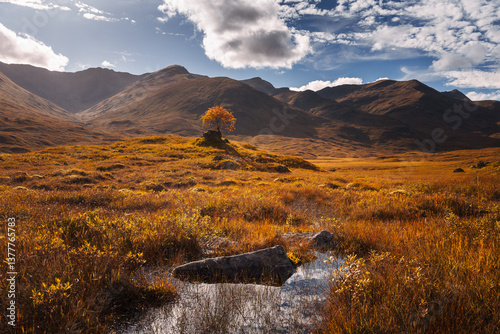 Obraz na płótnie Golden heather blankets the Scottish Highlands, where misty peaks rise above deep glens and serene lochs. Autumn’s glow paints a landscape of wild, untamed beauty. w salonie