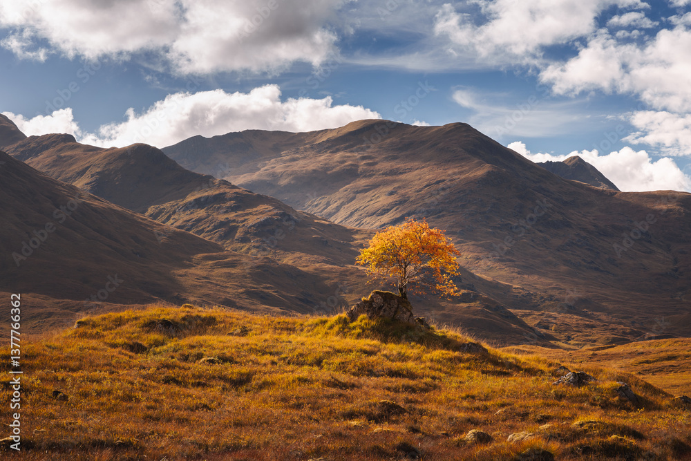 Golden heather blankets the Scottish Highlands, where misty peaks rise above deep glens and serene lochs. Autumn’s glow paints a landscape of wild, untamed beauty.