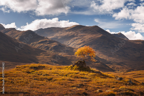 Golden heather blankets the Scottish Highlands, where misty peaks rise above deep glens and serene lochs. Autumn’s glow paints a landscape of wild, untamed beauty.