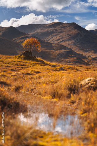 Obraz na płótnie Golden heather blankets the Scottish Highlands, where misty peaks rise above deep glens and serene lochs. Autumn’s glow paints a landscape of wild, untamed beauty. w salonie