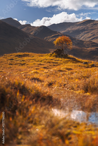Golden heather blankets the Scottish Highlands, where misty peaks rise above deep glens and serene lochs. Autumn’s glow paints a landscape of wild, untamed beauty.