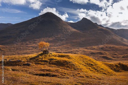 Obraz na płótnie Golden heather blankets the Scottish Highlands, where misty peaks rise above deep glens and serene lochs. Autumn’s glow paints a landscape of wild, untamed beauty. w salonie