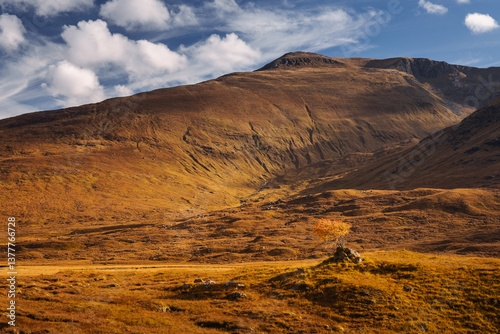 Obraz na płótnie Golden heather blankets the Scottish Highlands, where misty peaks rise above deep glens and serene lochs. Autumn’s glow paints a landscape of wild, untamed beauty. w salonie