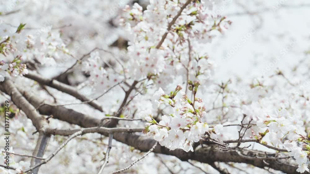 Gentle Movement of Pink Sakura Flowers Gentle Movement of Pink Sakura Flowers