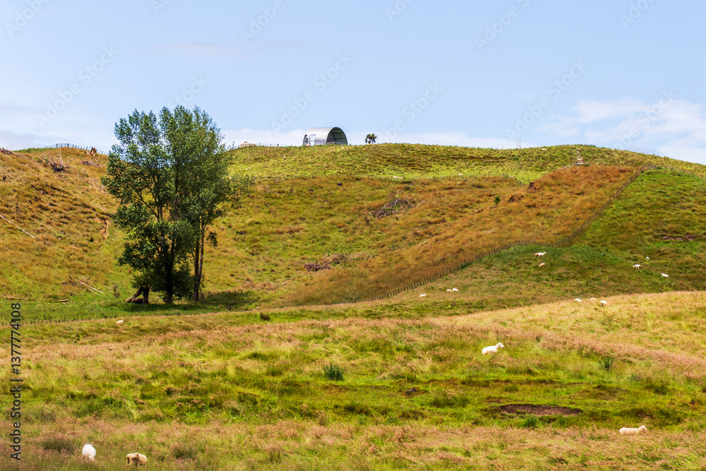Obraz premium Rolling Hills and Sheep in Rural New Zealand