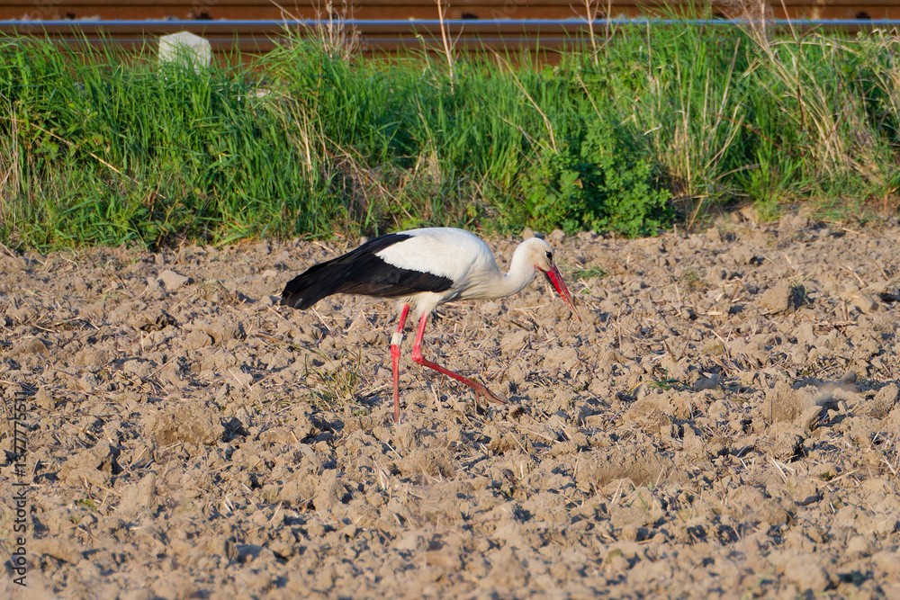 Obraz premium Stork searching food on plowed field, sunny day