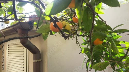 Gloved Hand Picking Orange from Tree with Pruning Shears