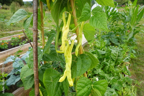 Yellow bean plant with ripe pods and green leaves supported on a trellis in an outdoor garden setting.