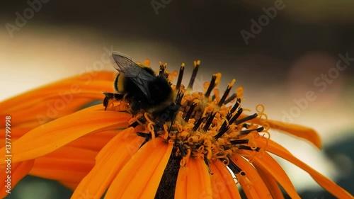 bumblebee collects honey on Buzulnik dentate flower slow motion