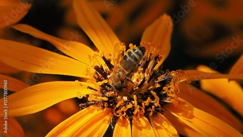 bee collecting honey on a flower Buzulnik dentate slow motion