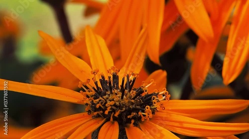 beautiful yellow flower Buzuluk dentate on blurred background slow motion photo