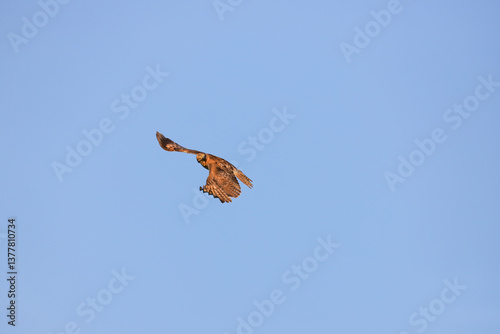 A hawk soaring against a pale blue sky with wings tucked mid-turn in Banff, Canada